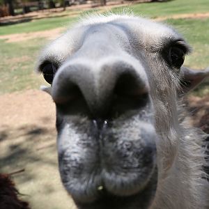 friendly llama