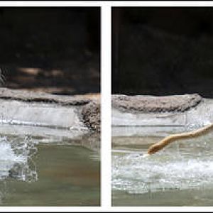 white lion charging out of water