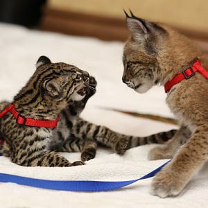 two species of kittens