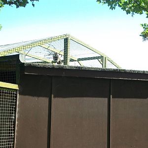 Rear of Capuchin exhibit, 21st June 2014