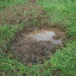 Pig wallow dug by KeeperKatie, 22nd June 2014