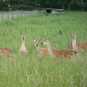 Formosan Sika Deer, 22nd June 2014