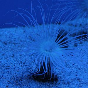 Tube-dwelling anemone ID