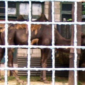 Old photo: wild camel of Beijing Zoo