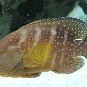 Grouper species ID