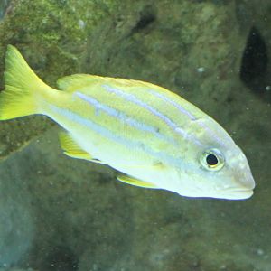 Bluestripe snapper