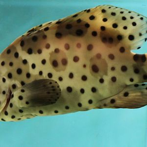 Panther grouper