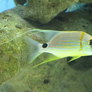 Sailfin snapper