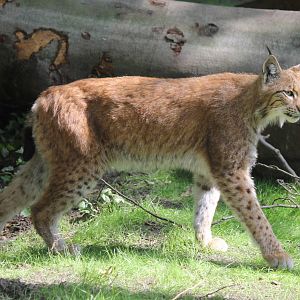 European Lynx