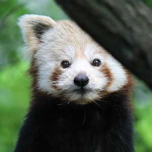 Red panda