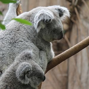 Queensland koalas