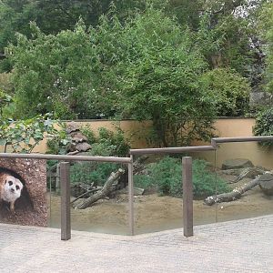 Meerkat enclosure