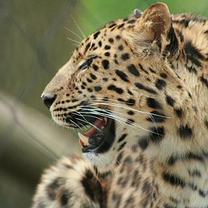 Amur Leopard