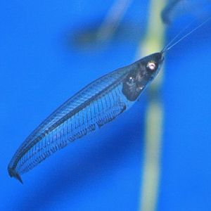 Glass Catfish