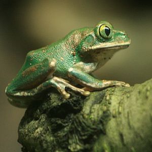 Amani Forest Treefrog