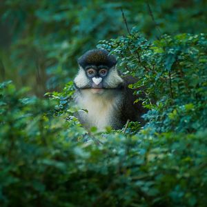 I'm the man who loves you