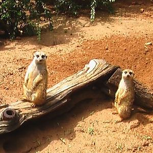 Meerkat Exhibit