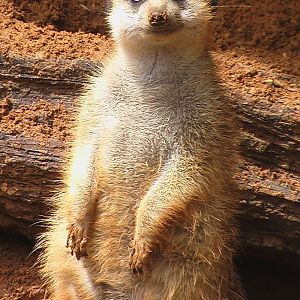 Meerkat Personal Portrait