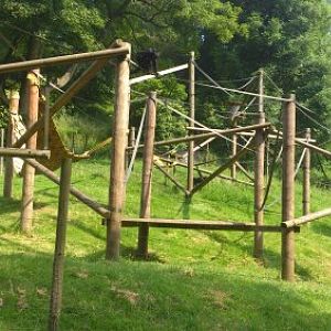 Spider Monkey Enclosure