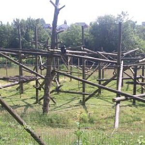 Chimp Enclosure