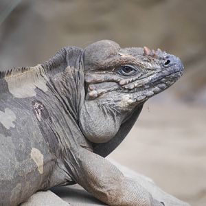 Rhinoceros iguana