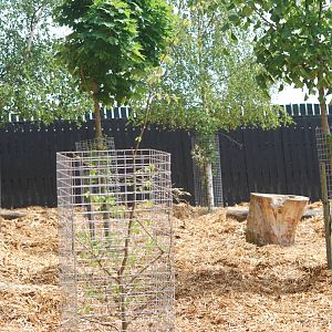 Spotted deer and warty pig enclosure