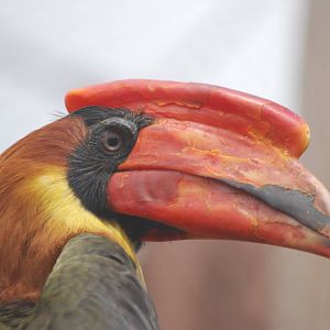 Rufous hornbill