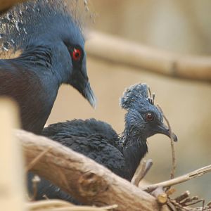 Victoria crowned pigeon chick