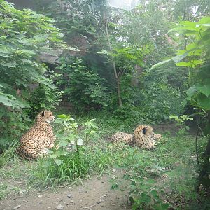Cheetah exhibit