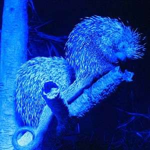 Prehensile-Tailed Porcupines
