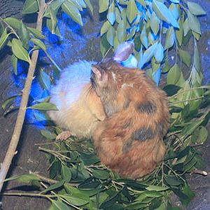 Madagascar Giant Rats