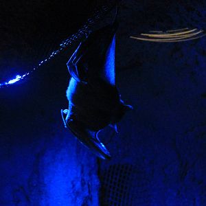 Egyptian Fruit Bat