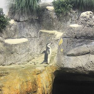 Penguins