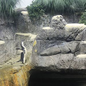 Penguins