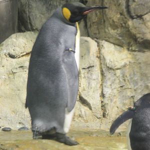Penguins