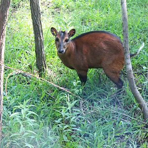 Bay Duiker