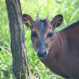 Bay Duiker