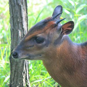 Bay Duiker