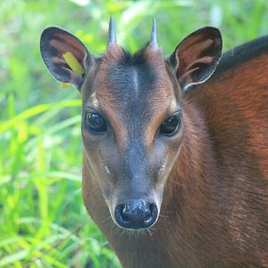 Bay Duiker