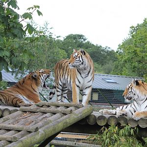 Siberian Tigers 1-6-14