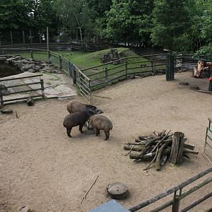 Tapir Enclosure 1-6-14