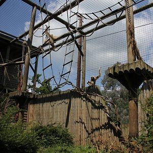 Lar Gibbon enclosure 1-6-14