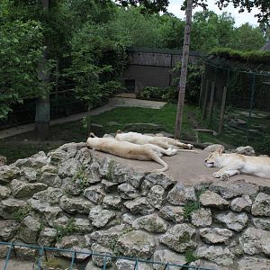 White Lion enclosure 1-6-14