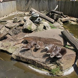Asian short-clawed Otter enclosure 1-6-14