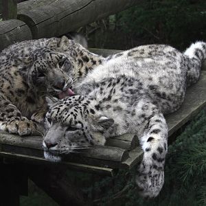 Snow Leopard pair 1-6-14