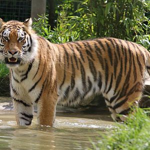 Siberian Tiger 1-6-14