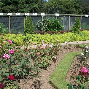 The rose garden coming into bloom, 19th June 2014