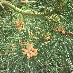 Fir in Secret Garden, 19th June 2014