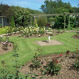The rose garden coming into bloom, 19th June 2014