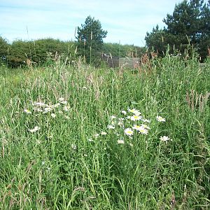 Natural area near pond, 19th June 2014
